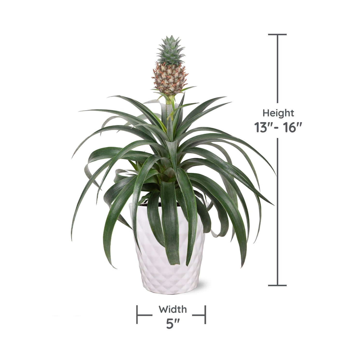 13" Tall Pineapple Bromeliad Plant in 5" White Ceramic Pot, House Plant