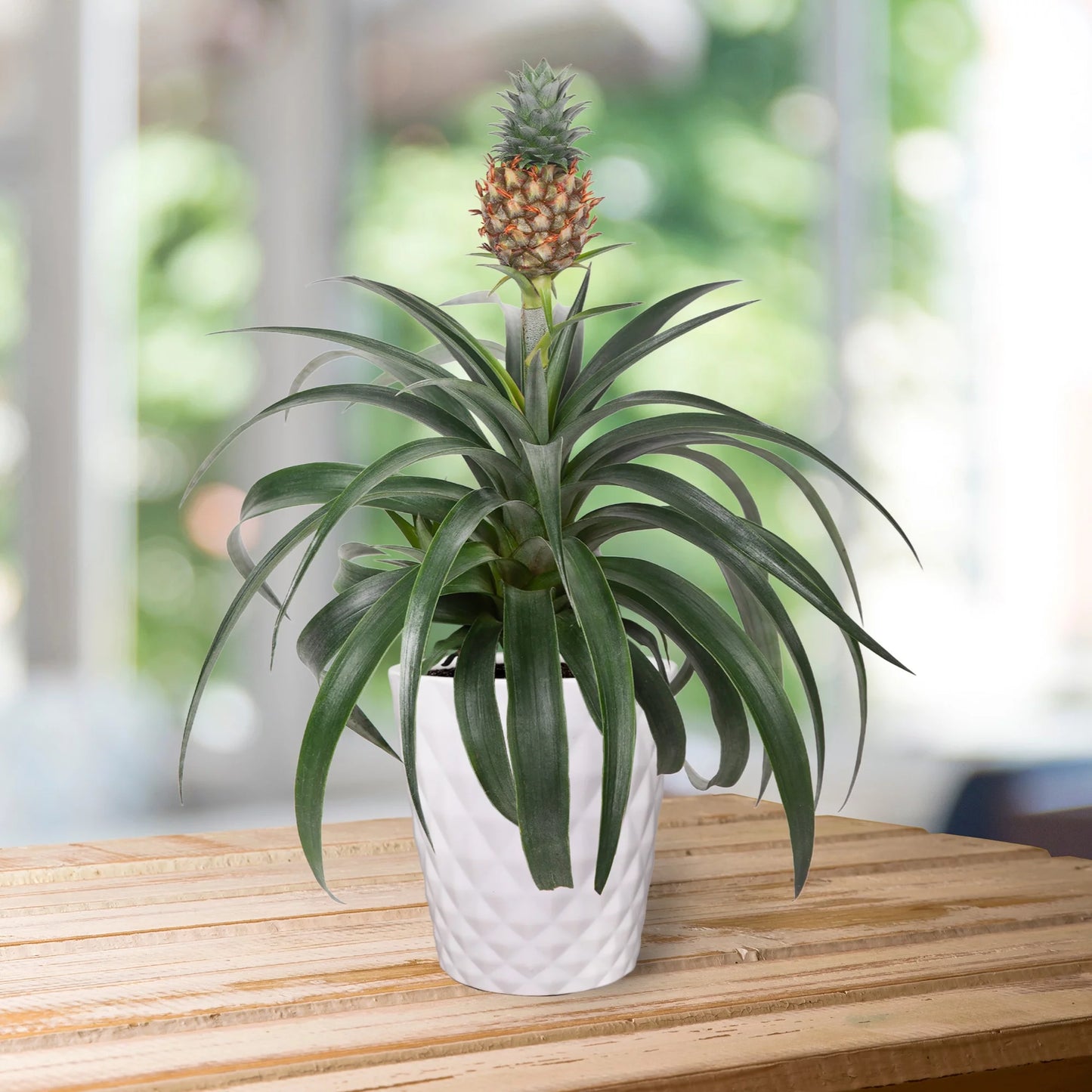 13" Tall Pineapple Bromeliad Plant in 5" White Ceramic Pot, House Plant